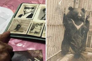 最強阿嬤「把台灣黑熊當狗養」　照片真相曝光「故事結局逆轉」