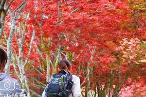 要「楓」了！台灣夏日竟有此紅葉美景