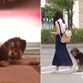 流浪狗在街頭見到女生就追，原因讓人垂淚 但結局超溫馨！