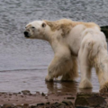 令世人心碎的瀕死北極熊下場是什麼？ 攝影師悔未完整呈現 