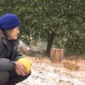 【影片】急哭了！步履蹣跚踏雪摘柚子 80歲奶奶淚崩：要救外孫女