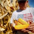 訂單突然被中國取消？美國70萬噸玉米求賣無門