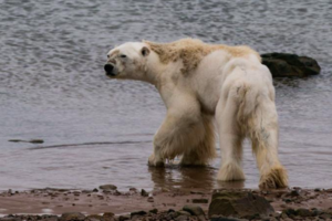 令世人心碎的瀕死北極熊下場是什麼？ 攝影師悔未完整呈現 