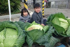 澎湖烏崁高麗菜王競賽 菜農躍躍欲試