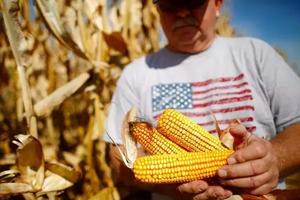 訂單突然被中國取消？美國70萬噸玉米求賣無門