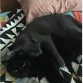 黑色貓出去玩丟了四天，灰色貓找了四天，回家之後，抱著就不放了