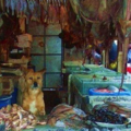 魚販老闆某天順手收養這隻「快餓死的流浪狗」，沒想到從此之後店內生意「一發不可收拾」...