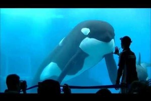 無視警語狂拍水族館玻璃…鯊魚爆衝撞破玻璃！