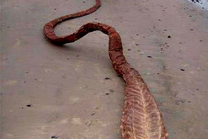 世界各地所發現的「未知神秘生物」，除了倒數第二種生物的縮小版外，其他的生物你絕對沒見過！！