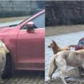 流浪狗被車主踢，竟召集一幫弟兄直接把車給咬爛，沒想到是狗大哥