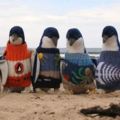 澳洲109歲的爺爺用心幫這些小企鵝努力織毛衣，不是為了好看，而是挽回人類犯下的重大錯誤...