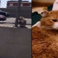 (真人真事)卡在高速公路的小貓，原本沒人想要救他，就在快要死心的時候，一位英雄跳了出來!