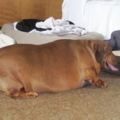 世界上最胖的臘腸狗，減肥成功後差很大！