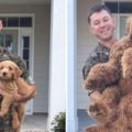 這個軍人征戰1年後回家「驚見愛犬變超巨大一隻」，傻眼以為牠被照了放大燈差點抱不動了！