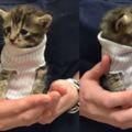 在颶風中被拯救下來的小貓貓，恩人給牠穿上「襪子毛衣」取暖，這個可愛的樣子融化了網友們的心呢！