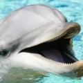 鯊魚為什麼會害怕海豚？海豚真的很危險嗎？
