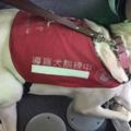 公車司機一看到導盲犬要上車立馬驚呼「終於讓我載到了」，接著他做的事讓主人都想哭了！