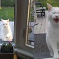 鄰居家的貓咪天天來報到，喵喵叫開門的模樣萌炸了！