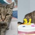 32歲全球最老貓咪去世，主人公開「超簡單」長壽秘訣！