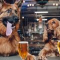 這家啤酒公司不僅允許員工攜帶狗狗上班，新養一隻狗還能得到讓狗奴超羨慕的超棒福利！