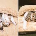 貓咪們去年霸佔了主人的電暖毯一個冬天，今年貓咪依舊，不過卻......
