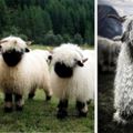 這些就是「很少人認識的奇特綿羊品種」，你第一眼看感覺它們是「可愛還是可怕」呢？