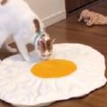 主人買了個荷包蛋墊子，貓咪以為是真蛋，急忙把它拖進秘密基地！