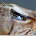女攝影師挑戰「近距離拍攝」貓咪的瞳孔，這是很多人從來都沒有真正欣賞過的閃亮眼睛!