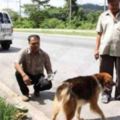 主人把狗從車上扔下拋棄，但狗卻坐在原地等了8年不離不棄