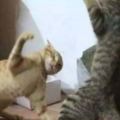 美女家裡的兩隻貓咪打架，這動作堪比好萊塢大片！