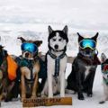 她帶領著一群雪橇犬，爬上了4300多米的雪山，這體驗很酷