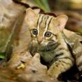 成年後亦只有手掌大，世上最小貓咪－鏽斑豹貓