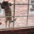 和友人外出吃飯，卻偶遇一隻流浪貓趴窗討食，該怎麼做呢？