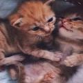 意外收留兩隻流浪貓，幾個月後它們超親密的感情，誰也離不開誰啊~