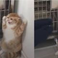橘貓拒絕打針被逼到牆角，使出全套喵喵拳，網友：不是一般貓！
