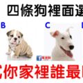 超准測試：四條狗裡面選一條，測試你家裡誰最旺你