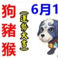6月19日生肖運勢【羊、狗、虎大吉】【豬、龍、猴運勢大吉】