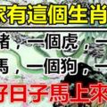 2019年六大福相：豬，虎，狗，雞，馬，蛇，好日子馬上來！