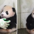 貪玩熊貓寶寶被罰坐角落　牠抱腳腳「秒縮成芝麻湯圓」：泥掃好了沒～