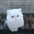 「貓生第一次洗澡」就全程淡定　小白貓冷靜被水沖：不可怕啊～