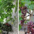 別看陽台小，適合室內盆栽的這20幾種蔬菜和水果，好養活又健康