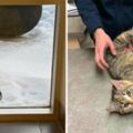 凍僵貓咪站窗外求救援　暖心消防員馬上打開門：進來就不冷了