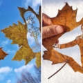 落葉變成「無限可能的畫布」　藝術家在IG上傳「絕美落葉藝術品」
