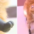 世界第一隻「裝金屬義肢」的貓　主人淚：幸好當時堅持不讓牠被安樂