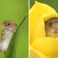 哪裡來的小可愛！　「鬱金香巢鼠」吃花蜜被抓包　全身花粉太療癒：好想養一隻