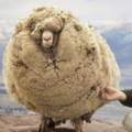不想剃毛…　牠越獄後「逃家6年」被抓回　「27公斤毛全剃」：羊界傳奇