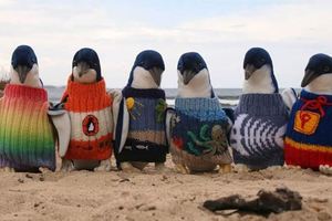 澳洲109歲的爺爺用心幫這些小企鵝努力織毛衣，不是為了好看，而是挽回人類犯下的重大錯誤...