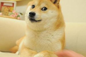 你經常用的小黃狗表情包的叫神煩狗你知道嗎？