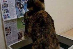社會通病：人上廁所要看手機，這貓也染病了，你猜它幹啥呢？