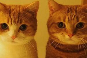 來自日本的短腿貓兄妹黃豆粉和茶太郎&貓咪的報復心思比較強，很記仇的，而且你對它不好就會憂郁好幾天